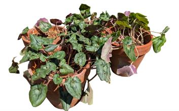 Lot 584