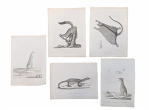 Lot 6
